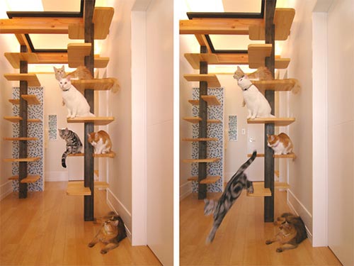 转给猫咪设计一栋房子设计的巧思